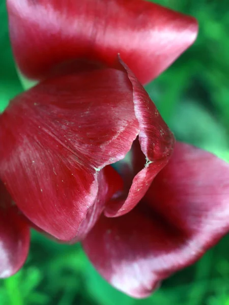 Blanc Rouge Pétales Jardin Fleur Tulipe — Photo