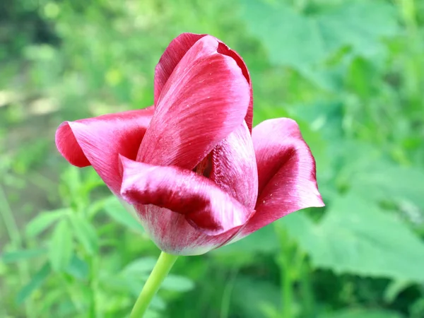 White Red Petals Garden Flower Tulip — Stock Photo, Image