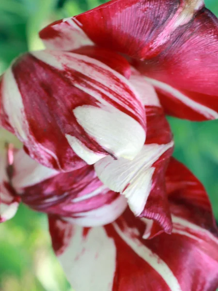 White Red Petals Garden Flower Tulip — Stock Photo, Image