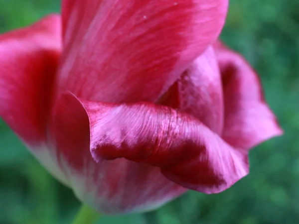 Fehér Piros Szirmok Kert Virág Tulipán — Stock Fotó