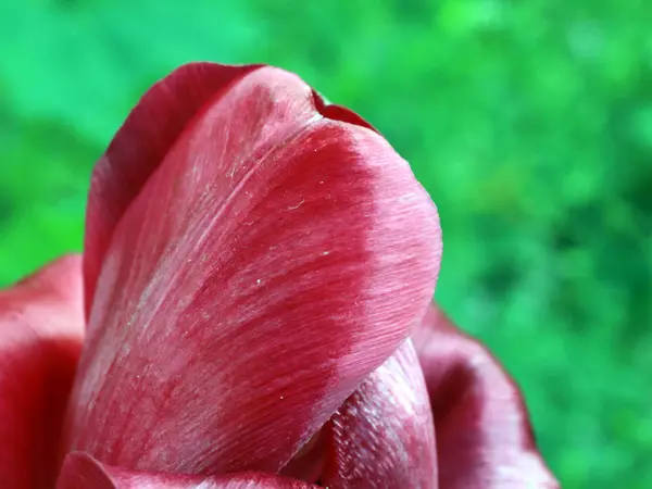 Fehér Piros Szirmok Kert Virág Tulipán — Stock Fotó