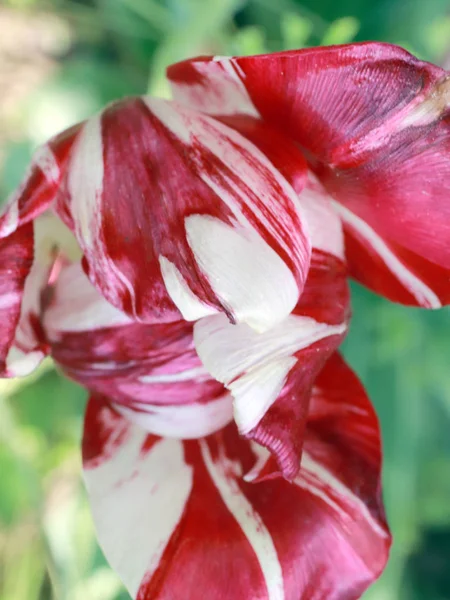 White Red Petals Garden Flower Tulip — Stock Photo, Image