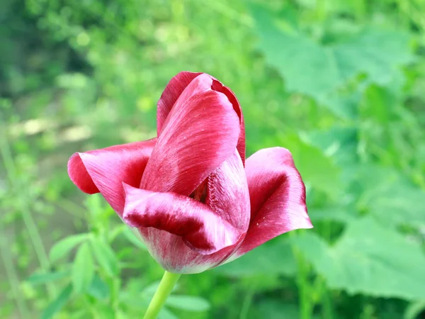 Blanc Rouge Pétales Jardin Fleur Tulipe — Photo