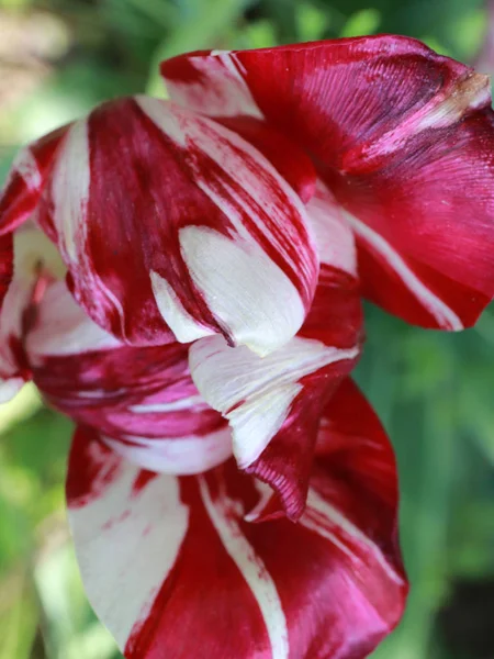 Белый Красный Лепестки Сада Цветок Тюльпан — стоковое фото
