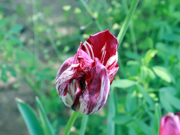 Белый Красный Лепестки Сада Цветок Тюльпан — стоковое фото