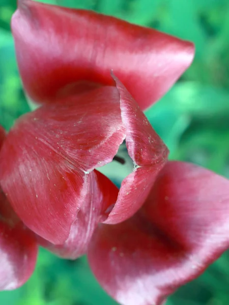 White Red Petals Garden Flower Tulip — Stock Photo, Image