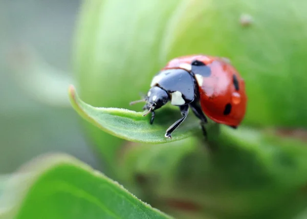 Mariquita Sentada Brote Planta Verde — Foto de Stock