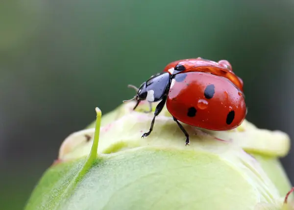 Uğur Böceği Yeşil Bir Bitki Filizi Üzerinde Oturan — Stok fotoğraf