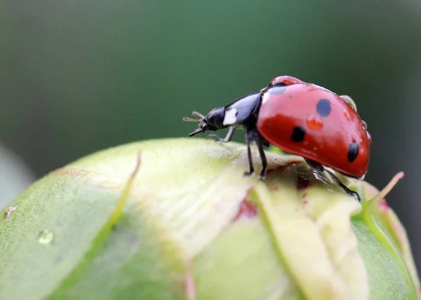 ladybug sitting on a green plant sprout