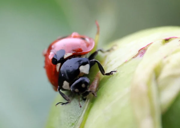 ladybug sitting on a green plant sprout
