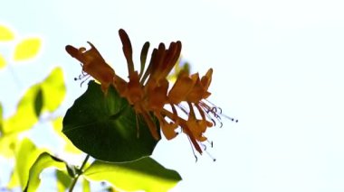 vahşi tropikal sarmaşıkların çalılıkları