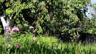 bir meyve ağacının dalları üzerinde taze olgun kiraz ve çiçeklerle yeşil çim