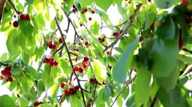 bir meyve ağacının dalları taze olgun kiraz