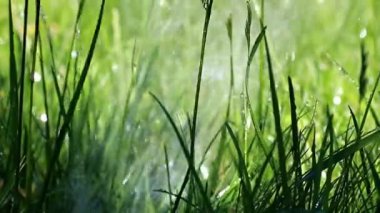 taze yeşil park çim ve berrak su akışı