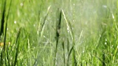 taze yeşil park çim ve berrak su akışı