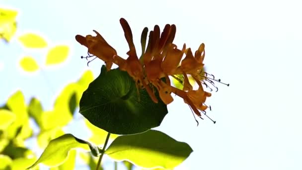 野生热带藤蔓的灌丛 — 图库视频影像