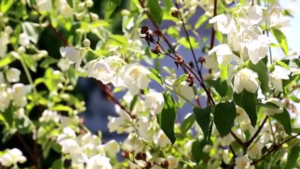 Mooie Witte Bloemen Jasmijn Struik Takken — Stockvideo