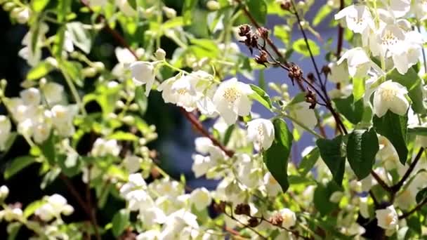 Schöne Weiße Blüten Auf Jasminsträuchern — Stockvideo