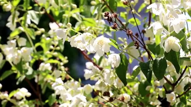 Härliga Vita Blommor Jasmin Buske Grenar — Stockvideo