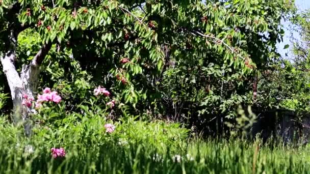果樹の枝に新鮮な熟した桜と花と緑の草 — ストック動画