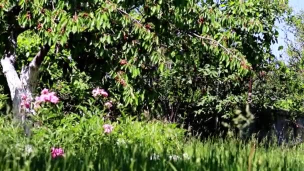 Cereza Fresca Madura Las Ramas Árbol Frutal Hierba Verde Con — Vídeo de stock