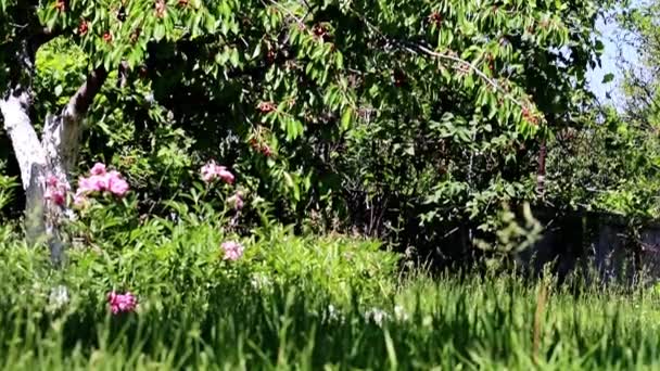 果树的树枝上鲜熟的樱桃和绿草与花 — 图库视频影像