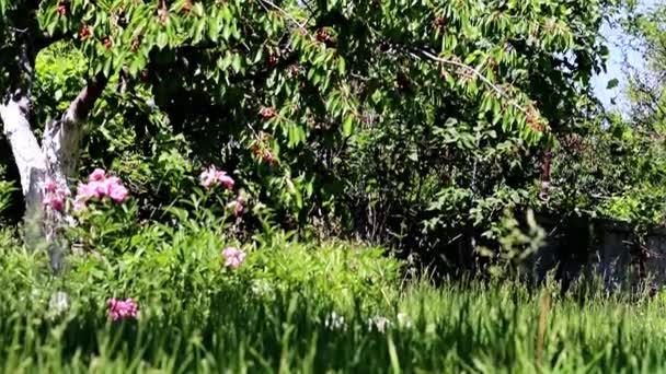 Cerise Fraîche Mûre Sur Les Branches Arbre Fruitier Herbe Verte — Video