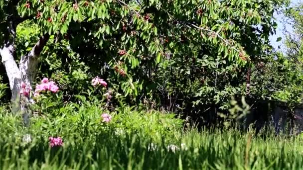 果樹の枝に新鮮な熟した桜と花と緑の草 — ストック動画