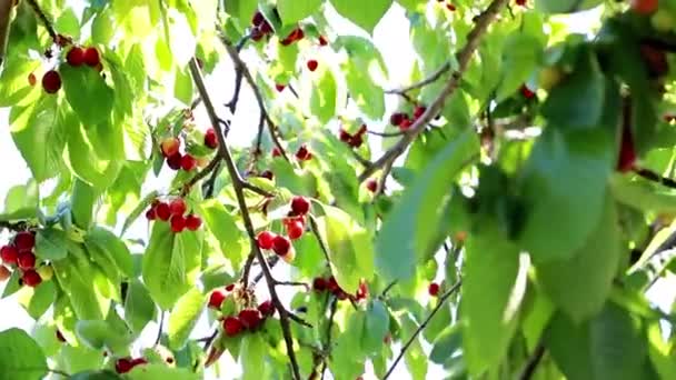 果树树枝上的新鲜成熟的樱桃 — 图库视频影像