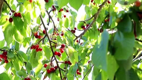 Ciliegia Fresca Matura Sui Rami Albero Frutto — Video Stock