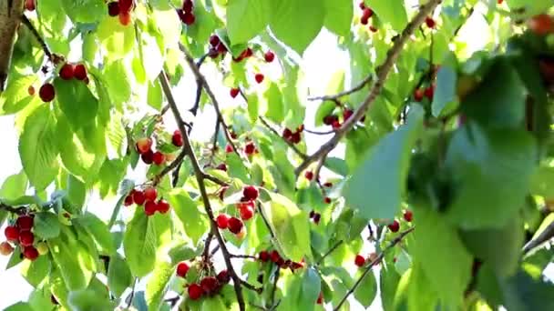 果树树枝上的新鲜成熟的樱桃 — 图库视频影像