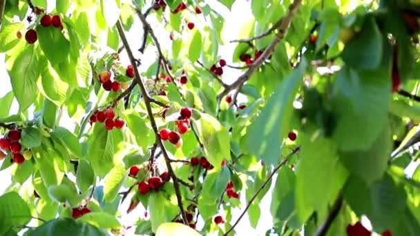 Frische Reife Kirsche Auf Den Zweigen Eines Obstbaums — Stockvideo