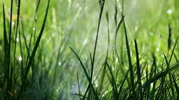 Fresh Green Park Grass Stream Clear Water — Stock Video