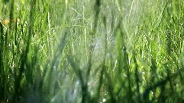 新鮮な緑の公園の草と澄んだ水の流れ — ストック動画