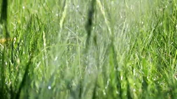 新鮮な緑の公園の草と澄んだ水の流れ — ストック動画