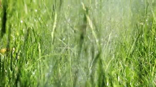 新鲜的绿色公园草和清澈的水流 — 图库视频影像