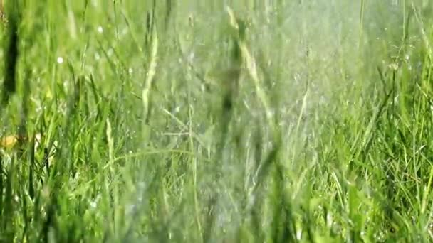 herbe fraîche du parc vert et un ruisseau d'eau claire 