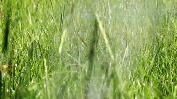 Taze Yeşil Park Çim Berrak Akışı — Stok video
