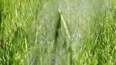 taze yeşil park çim ve berrak su akışı