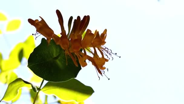 Thickets Tropical Vines Wild — Stock Video