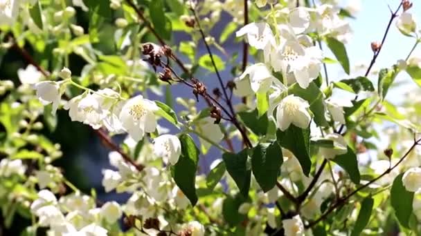 Jolies Fleurs Blanches Sur Branches Arbustes Jasmin — Video