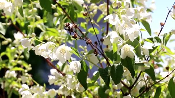 Yasemin Çalı Dalları Üzerinde Güzel Beyaz Çiçekler — Stok video