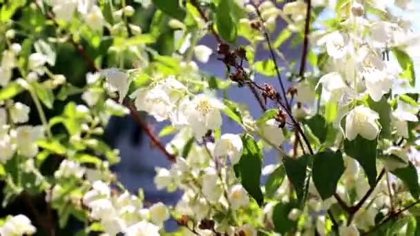 Hermosas Flores Blancas Ramas Jazmín Arbusto — Vídeo de stock