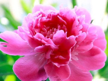 parkın bir dekorasyon olarak güzel pembe çiçek bahçe şakayık