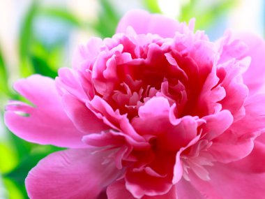 parkın bir dekorasyon olarak güzel pembe çiçek bahçe şakayık