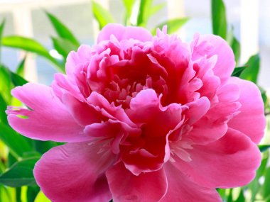 parkın bir dekorasyon olarak güzel pembe çiçek bahçe şakayık