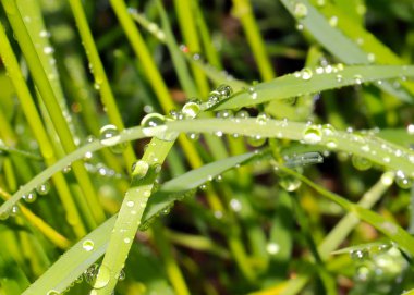 yeşil alan çim saf çiğ damla