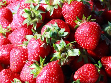 bir yaz hasat olarak güzel olgun tatlı çilek