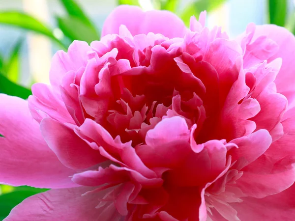 Belle Pivoine Rose Jardin Fleur Comme Décoration Parc — Photo