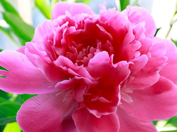Belle Pivoine Rose Jardin Fleur Comme Décoration Parc — Photo